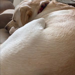 Meet your Posher, Anya